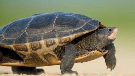 Your WordPress Site Speed Matters