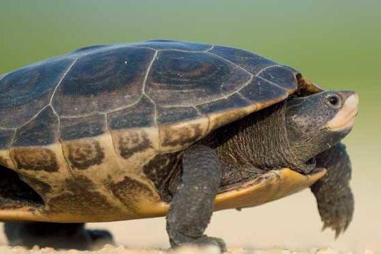 Your WordPress Site Speed Matters