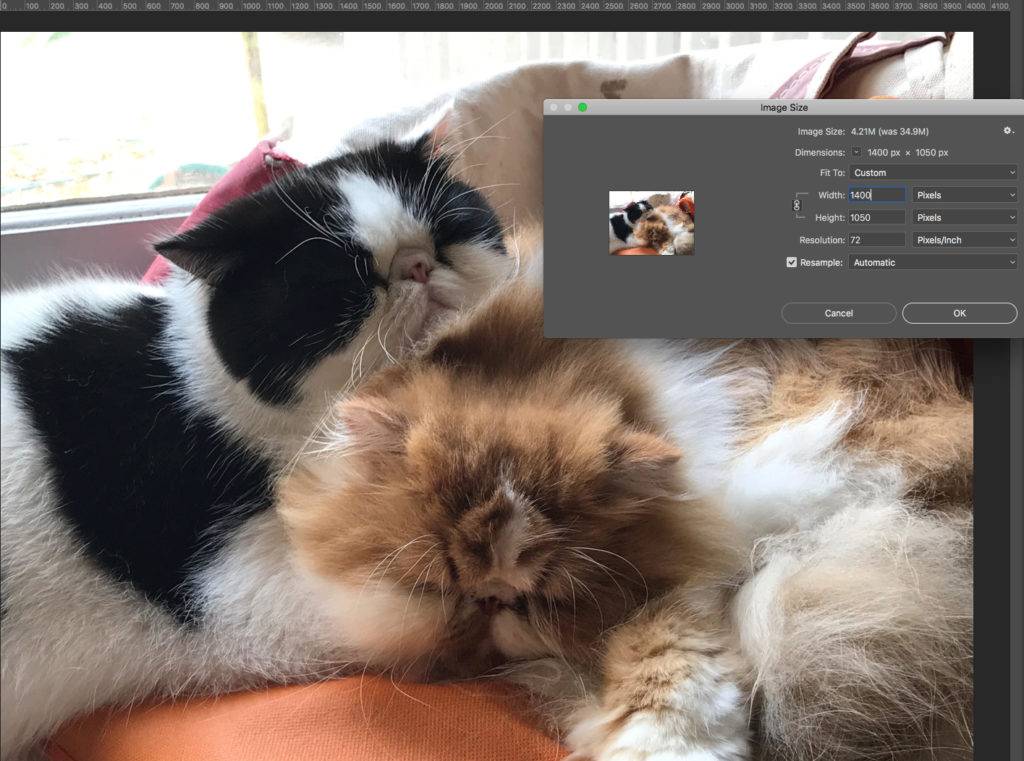 Optimize Images WordPress - cats in Photoshop Optimize Images WordPress - cats in Photoshop