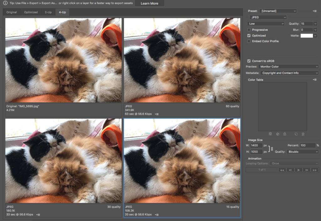 Optimize Images WordPress - cats in Photoshop Optimize Images WordPress - cats in Photoshop