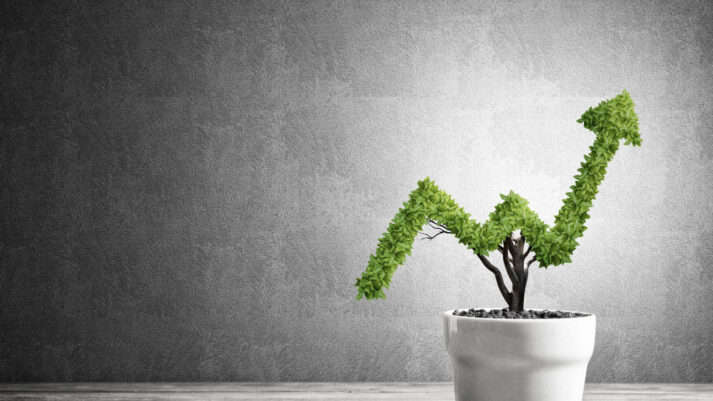 WordPress Blog Growth Plant